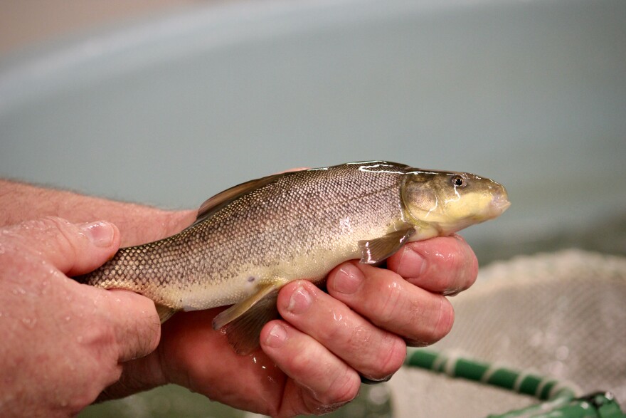 Fish biologist Dale Ryden holds a razorback sucker on Jan. 26, 2024. The native fish species is one of many in the Colorado River protected by the Endangered Species Act.
