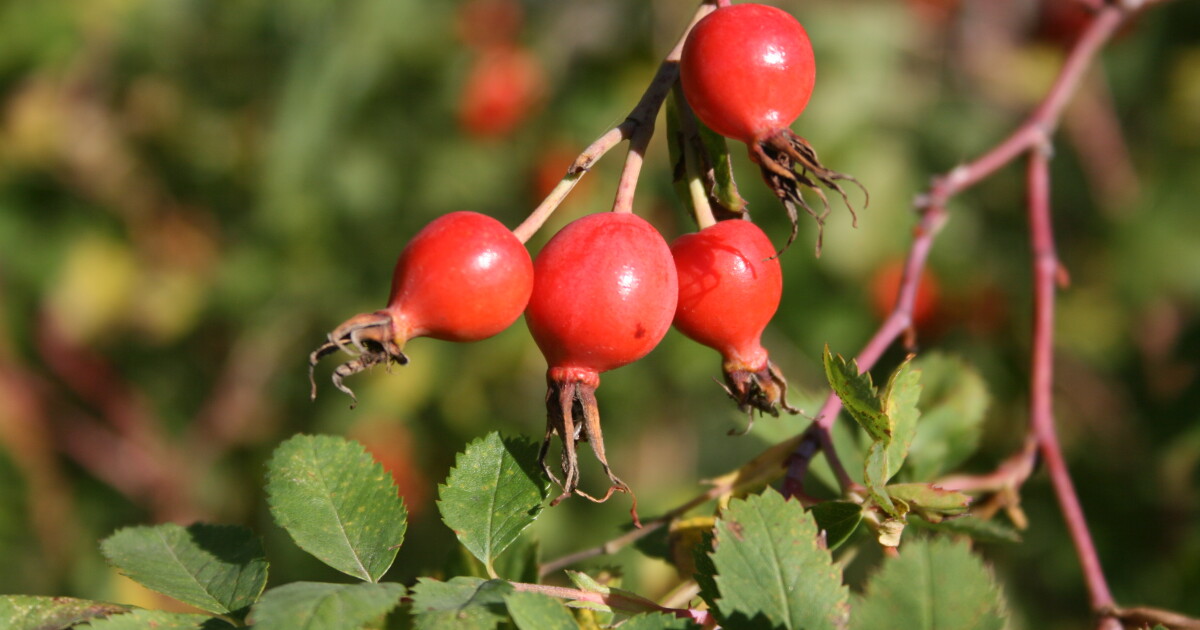 How to use rose hips | Prairie Public
