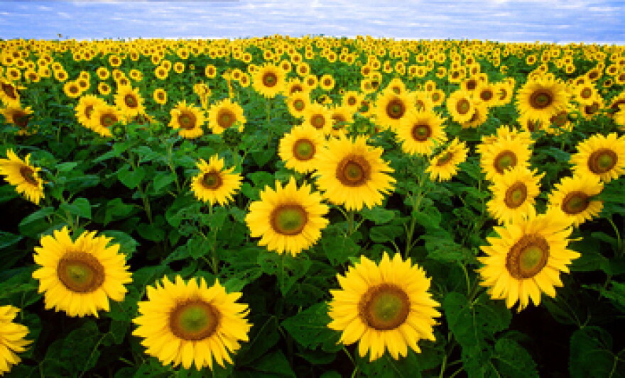 A field of sunflowers