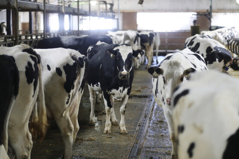 Cows stand in a pen at a dairy farm.