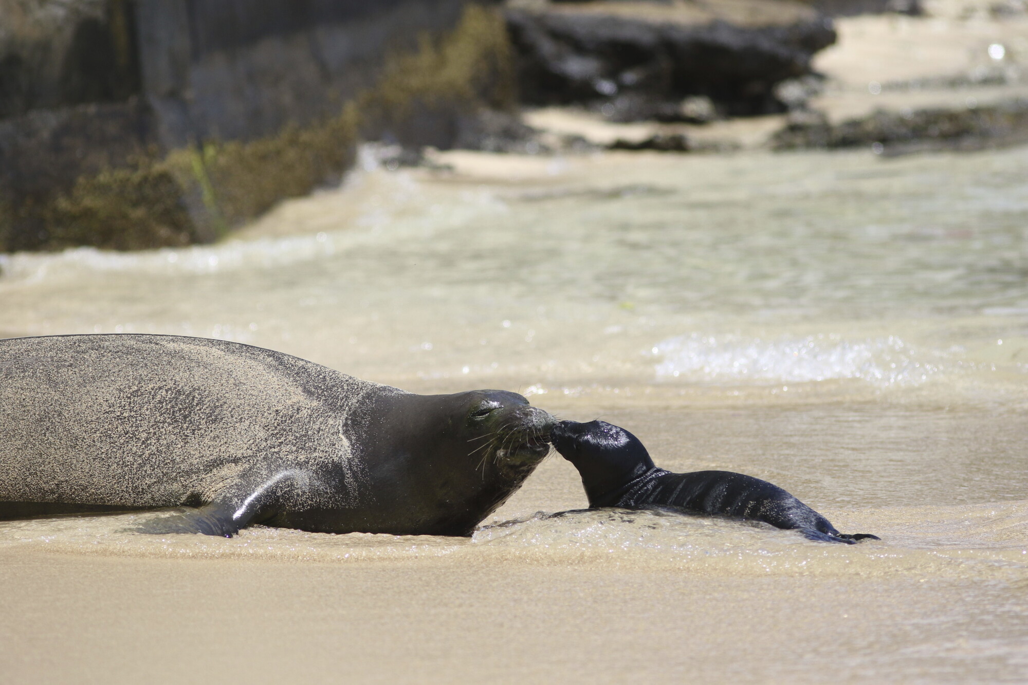 The Conversation: Hurricane prep, Hawaiʻi Marine Animal Response