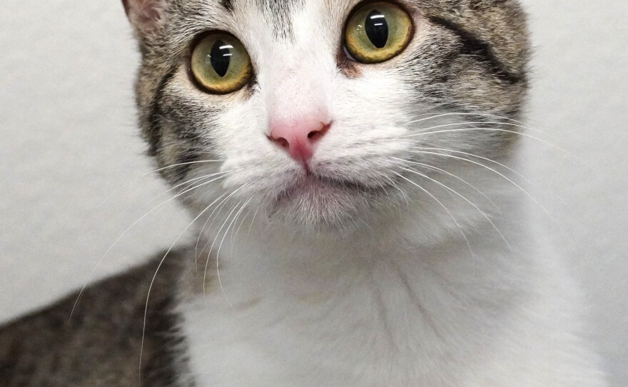 A white and gray striped cat is sitting in front of a white wall. 