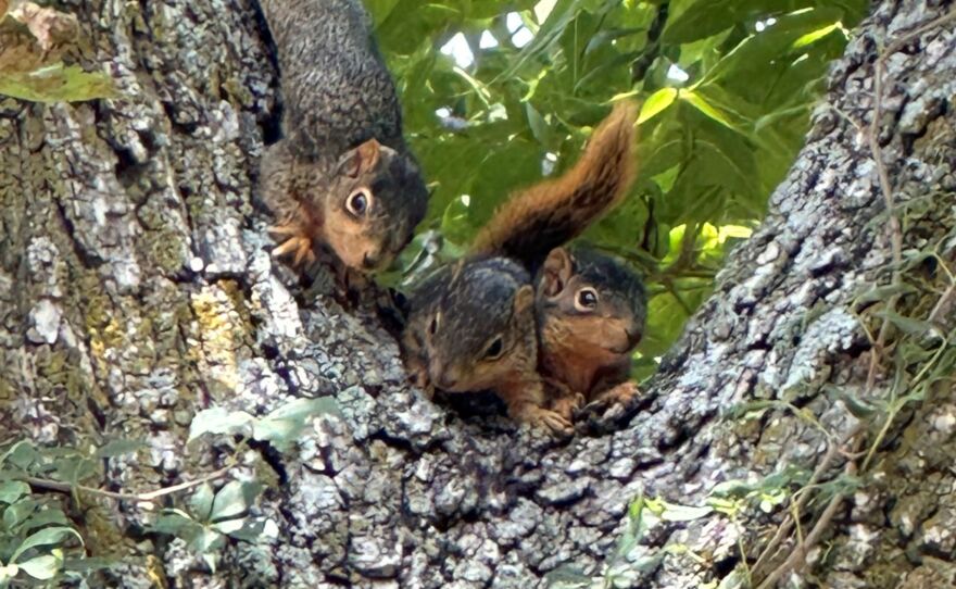 Smith found three squirrels in his yard. They're using a tree in his habitat to sit on.