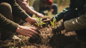 It won't be long before seedlings can be planted into the plots at Summit Community Gardens.