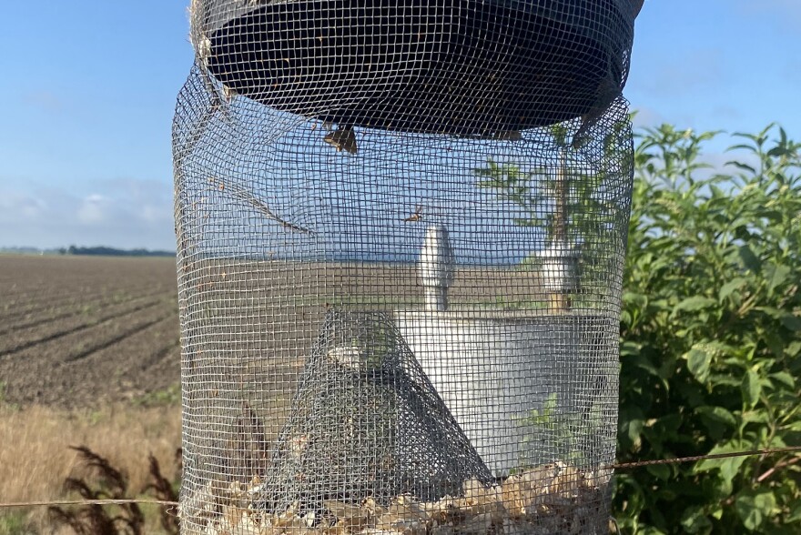 BOLLWORM MOTHS — Bollworm moths in a trap in a photo taken July 1, 2022, in Jackson County, Arkansas. Agents and entomologists are seeing higher than usual numbers of these moths. (U of A System Division of Agriculture photo by Matthew Davis)