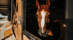 Equine Herpes Virus cases identified in New Mexico