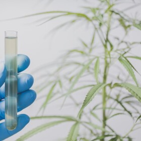 Blue-gloved hand holding test tub in front of wispy green cannabis plants