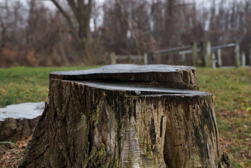 tree stump