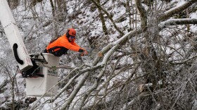 Austin Bradbury uses a chainsaw to remove a tree above a road Friday, Jan. 30, 2026, in Nashville, Tenn.