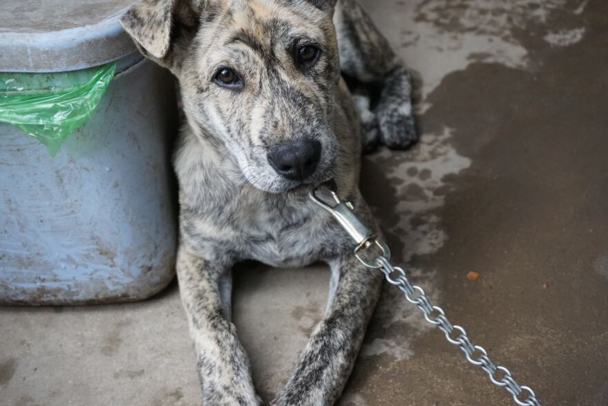 gray and brown dog with chain leash lying on floor