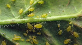 Nearly all garden crops are at risk of damage from  aphids, which suck the juices from plants.