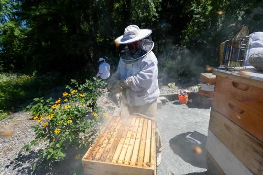 Edward Rock of the Norfolk County Beekeepers Association pumps smoke into a hive to keep them calm while they inspect the hives for varroa mites at Pondville Correctional Center. (Jesse Costa/WBUR)
