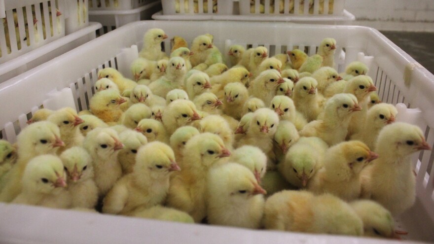 These chicks, at a Perdue hatchery in Salisbury, Md., have received no antibiotics.