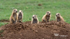 Prairie dogs inhabiting southern Utah.  The supreme court won't hear a suit over prairie dog protections.