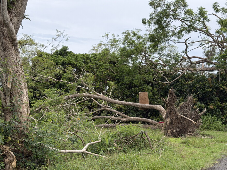 A downed tree that probably fell when Hurricane Lala impacted Hawaiʻi Island earlier in the month is seen along Hawaiʻi Belt Road on Friday, Sept. 25, as residents and visitors brace for Hurricane Nolo.