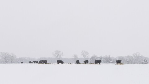 A landscape shot showing a snow-covered pasture. A dozen black cows eat from piles of hay. Trees are visible in the distance. 