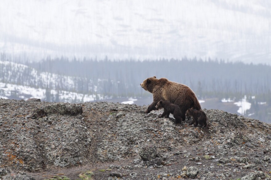 Grizzly bear with cubs.