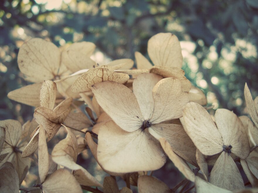 Dried hydrangea