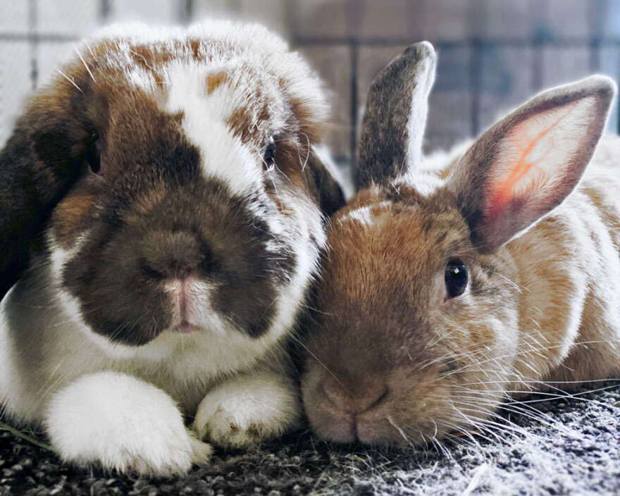 Photo credit: Denika Robbins, Orlando Rabbit Care and Adoptions