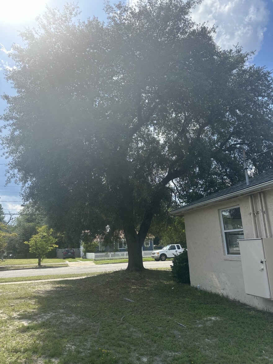 One of the Hillcrest trees.