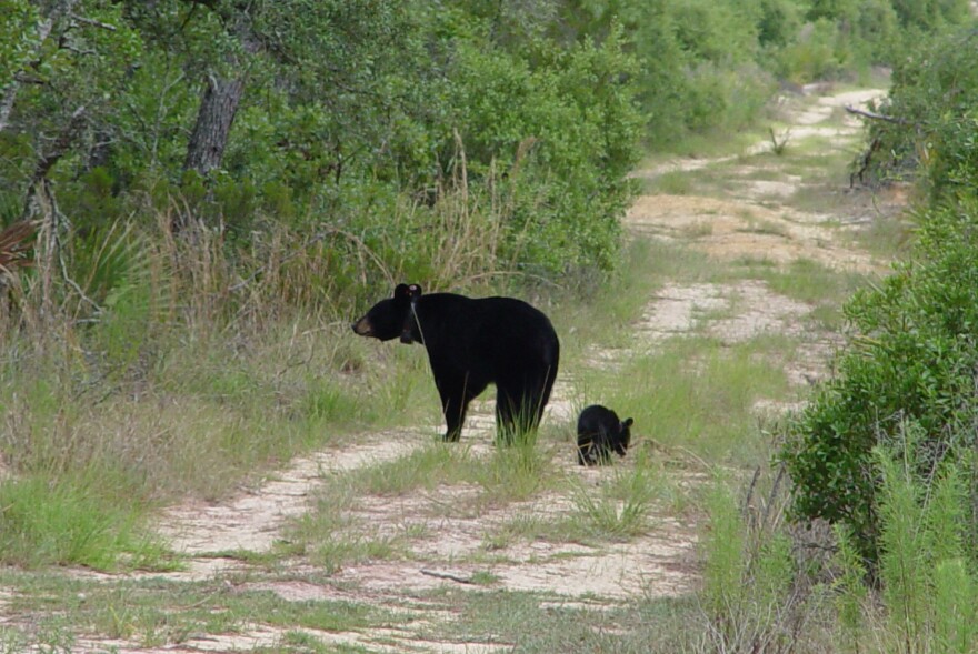 Florida Black Bears  The Nature Conservancy