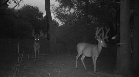 This trail camera photo from the Dale River Ranch shows a sampling of the  bucks that hunters look forward to hunting this season.