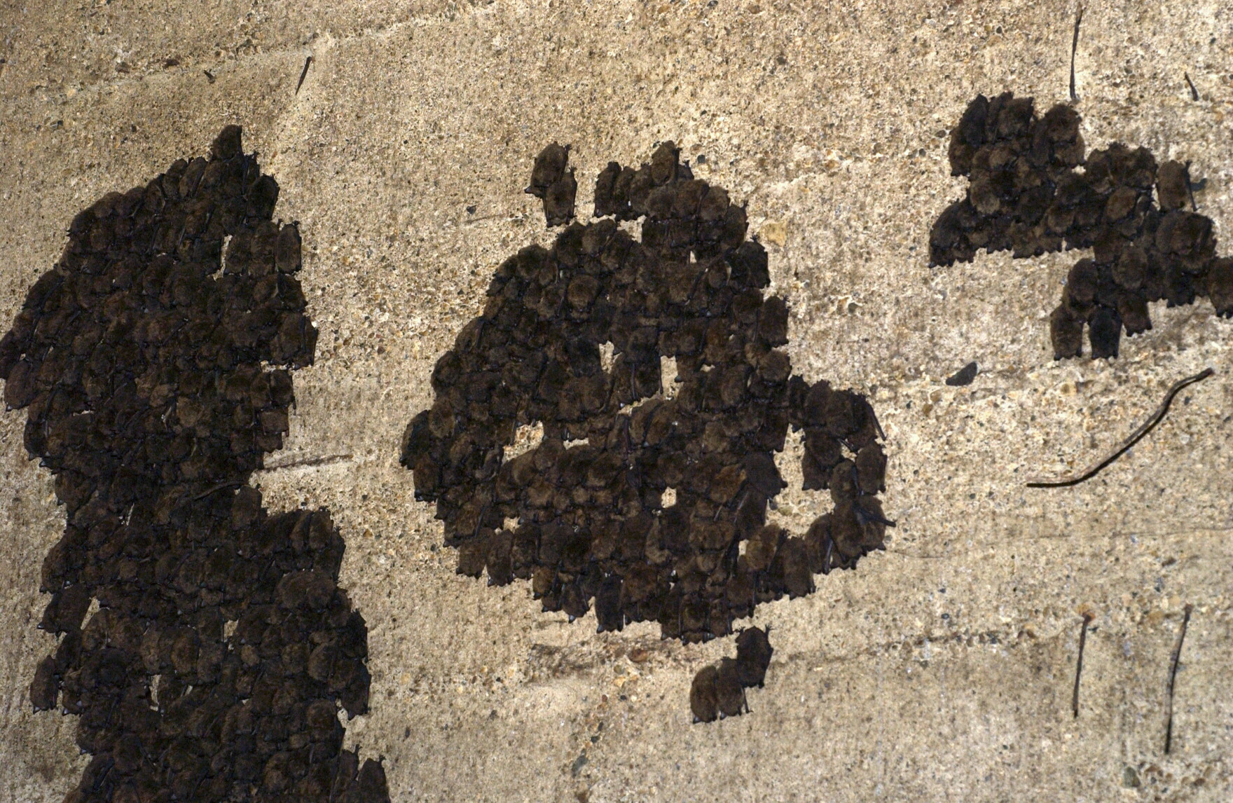Tippy Dam is home to thousands of bats. What does the sale of the dam