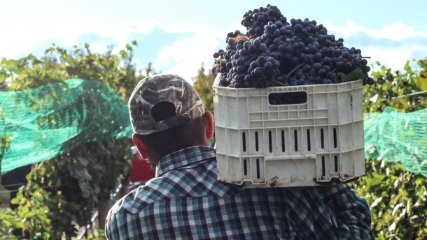 A file photo of H-2A workers on a farm in Colorado that grows peaches, grapes, cherries and pears.