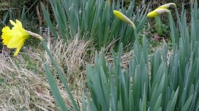 daffodils480.jpg