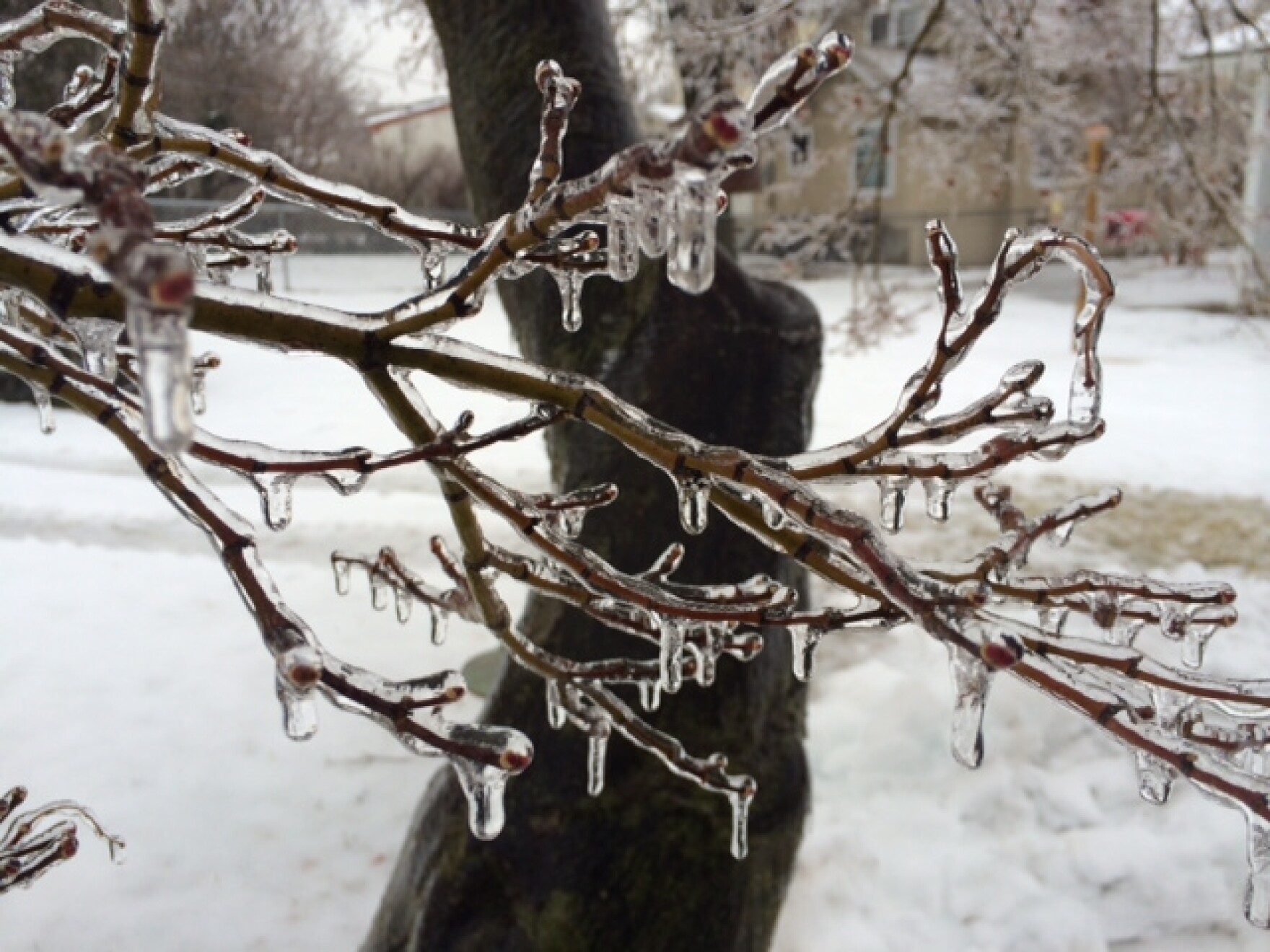 Ice on trees in Martinsburg, WV