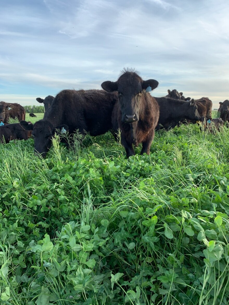 Multiple cows stand in perennial prairie.