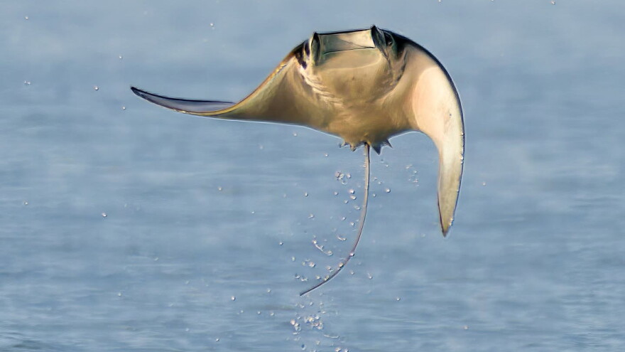 hamilton sting ray hero
