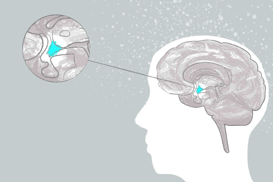 In the brain, the hypothalamus has been linked to behaviors that are known to be socially contagious, such as yawning, laughing and scratching. In Zhou-Feng Chen's study, he noted that that the suprachiasmatic nucleus in the hypothalamus fires a transmitt