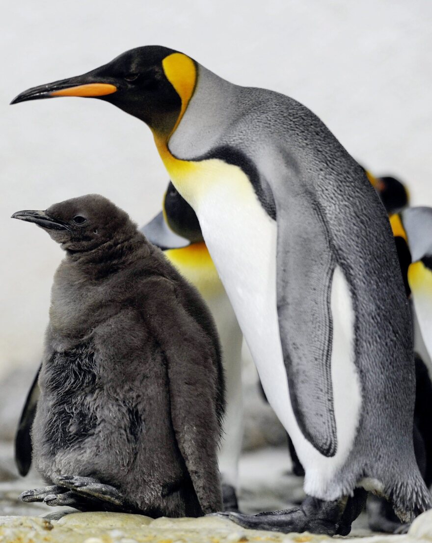 A young king penguin is looked after by an older penguin in the Zurich zoo in 2009.