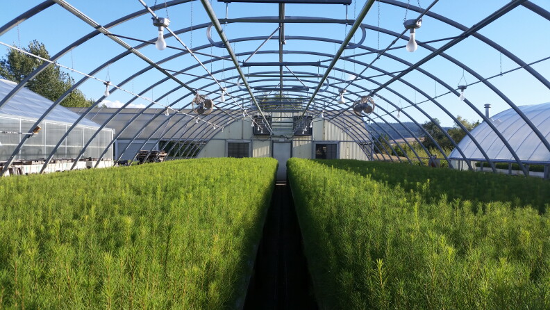 Baby trees from the Franklin H. Pitkin Forest Nursery.