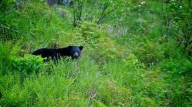 A black bear in Kenai Fjords National Park