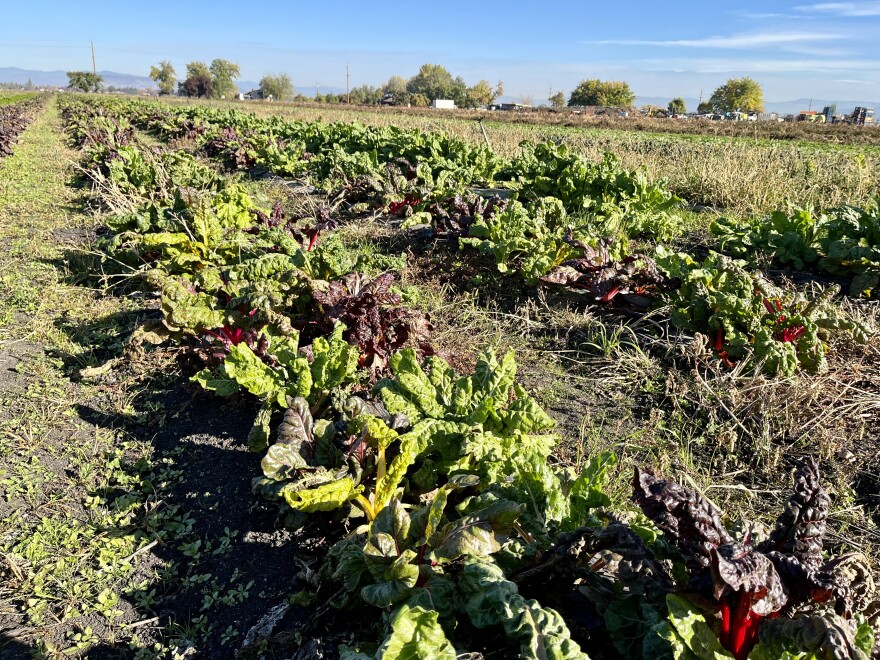 Swiss chard growing at Fry Family Farm in Medford.