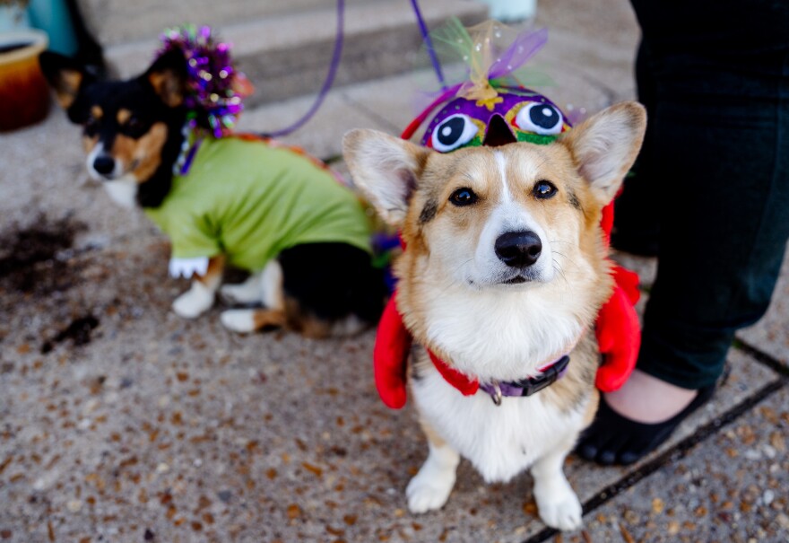 “Fiona,” a 2-year-old Corgi, looks up to the camera while sitting next to “Morgan,” a 7-year-old Corgi, on Sunday, Feb. 12, 2023, during the 30th Annual Purina Pet Parade in Soulard.