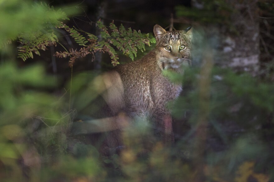 A bobcat watches from the edge of a forest