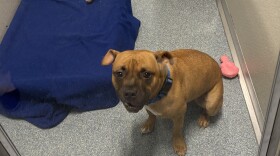 Pup available for adoption at Mohawk Hudson Humane Society
