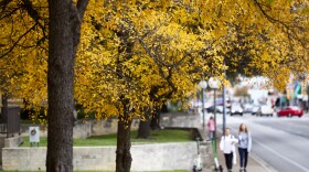 People walk under bright yellow leaves on the UT Austin campus in December. Austin is getting a great leaf season this year.