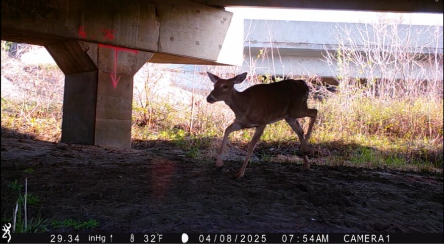 A wildlife camera captures a white-tailed deer crossing underneath a Missouri bridge. When identifying possible crossing locations, researchers prioritized sites with existing infrastructure to maximize investment.