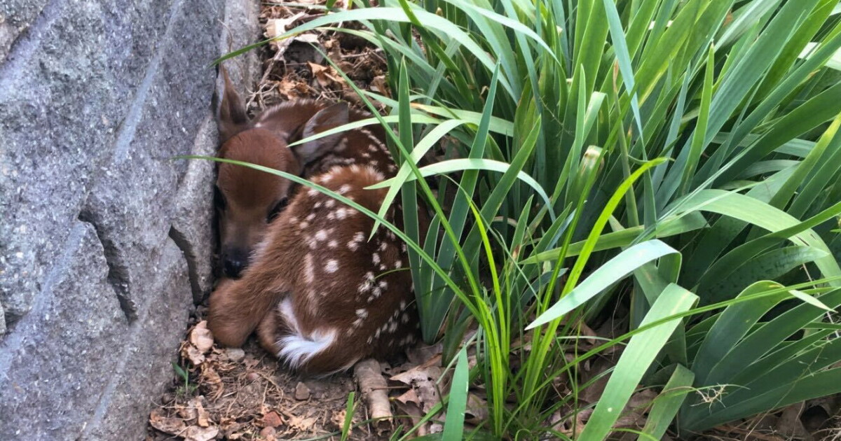 What to do if you find a baby deer alone in your yard | STLPR