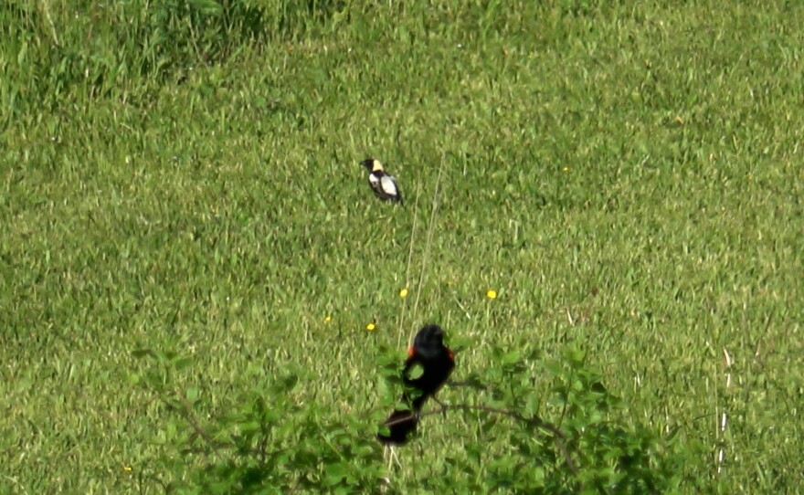 A bobolink sits in a field as a red-winged blackbird sits in the foreground.