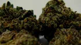 The photo shows a close-up of marijuana buds before they leaf out.