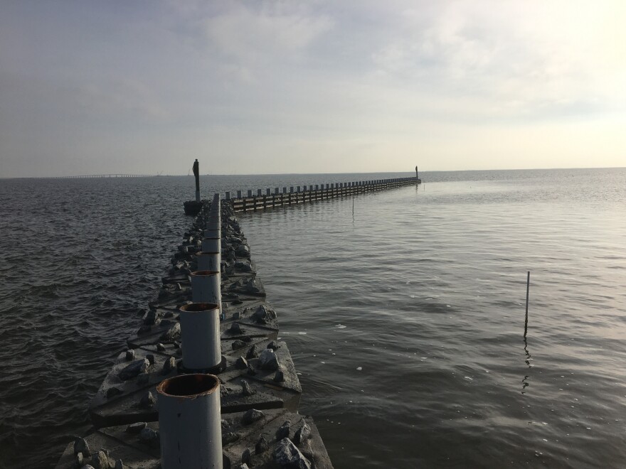 New living reef on Pamlico Sound.