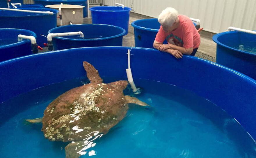 Since it opened, the Karen Beasley center has treated more than 1,600 sick and injured sea turtles.