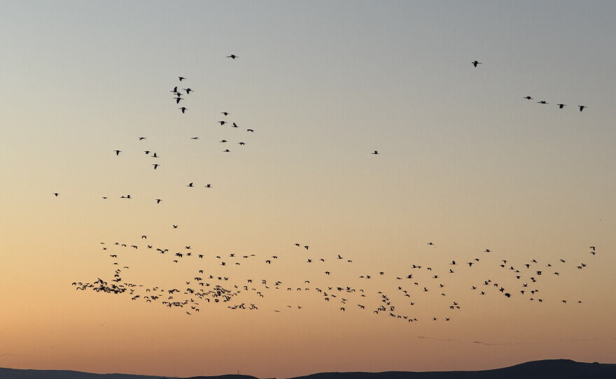A flock of white-faced ibises flies over the Lower Klamath National Wildlife Refuge earlier this summer. The refuge supported an unusually productive nesting season before drought and avian botulism began taking a toll on birds.