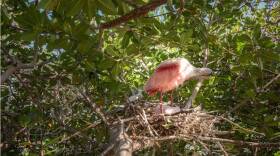 camera aimed at a nest in Florida Bay caught a glimpse of an 18-year-old roseate spoonbill