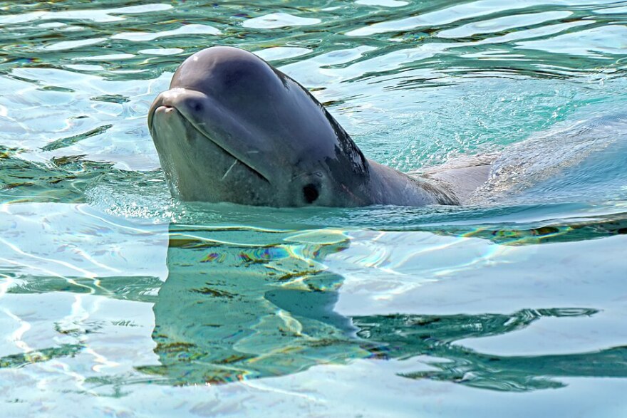 Beluga whales and dolphins from the shuttered Marineland in Niagara Falls, Ontario will be moved to facilities in the U.S. and Spain who can afford long-term care.